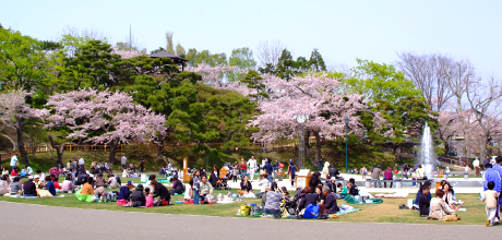 Cherry Blossoms